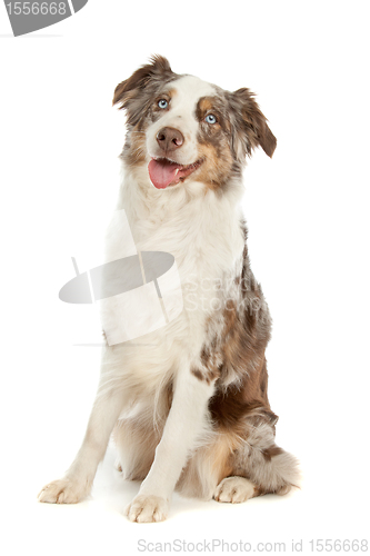 Image of border collie sheepdog
