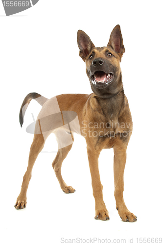 Image of Belgian Shepherd Dog Malinois puppy