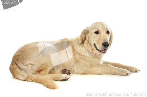 Image of Golden Retriever