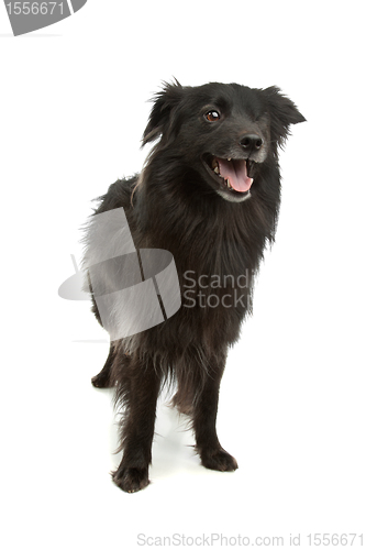 Image of Pyrenean Shepherd or Pyrenees Sheepdog