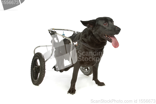 Image of dog in a wheelchair