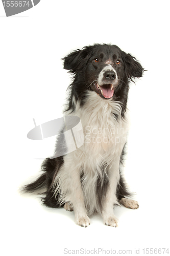 Image of border collie sheepdog