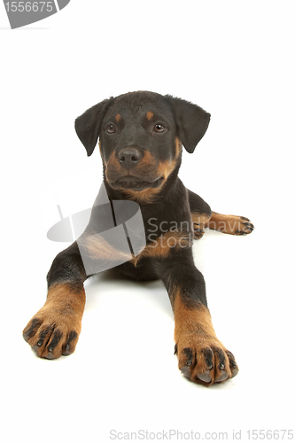 Image of Rottweiler puppy