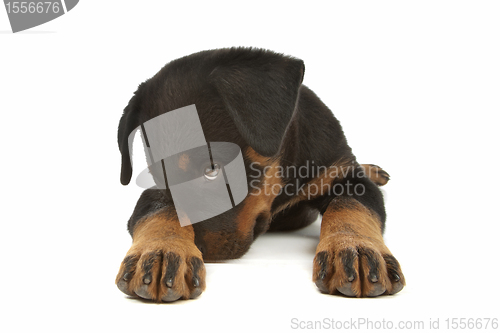 Image of Rottweiler puppy