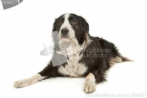 Image of black and white border collie