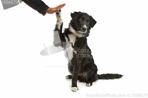 Image of border collie sheepdog