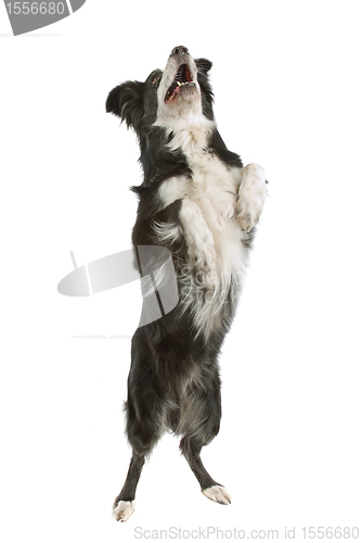 Image of black and white border collie