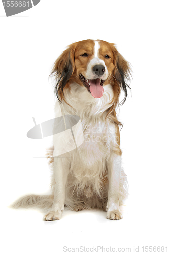 Image of Kooiker Hound or Kooikerhondje