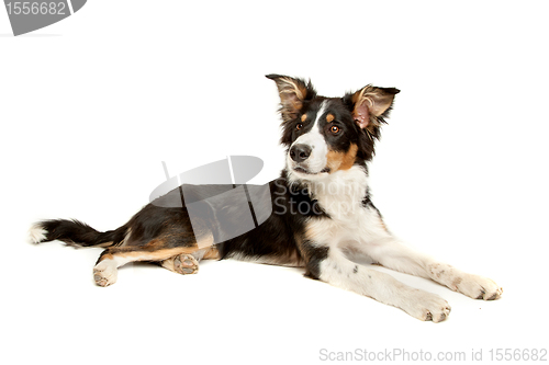 Image of black and white border collie