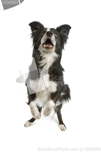 Image of black and white border collie