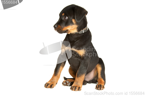 Image of Rottweiler puppy
