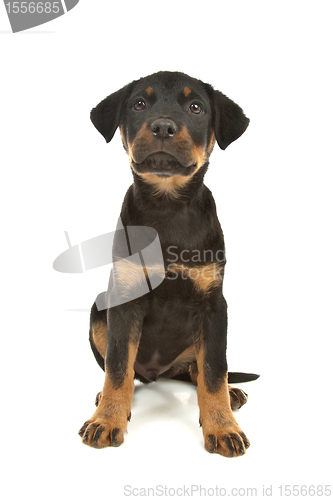 Image of Rottweiler puppy