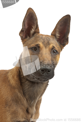 Image of Belgian Shepherd Dog Malinois puppy