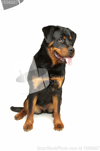 Image of Rottweiler