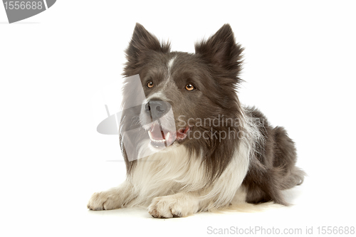 Image of black and white border collie