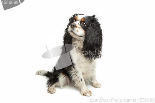 Image of cavalier king charles