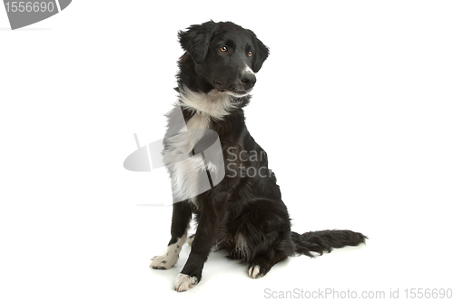 Image of border collie sheepdog