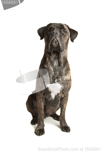 Image of Cane Corso dog