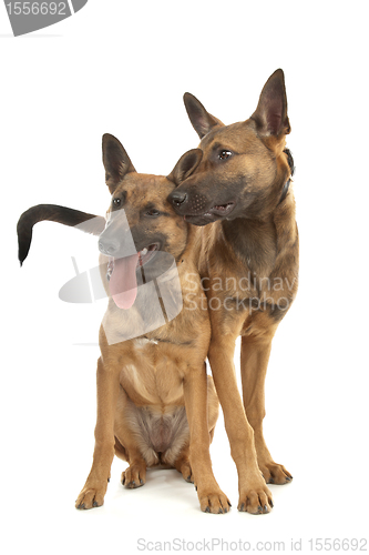 Image of two Belgian Shepherd Dog (Malinois)puppies