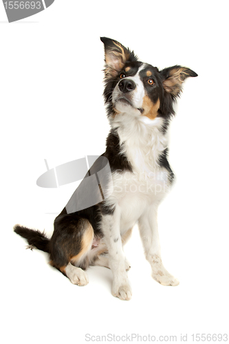 Image of black and white border collie