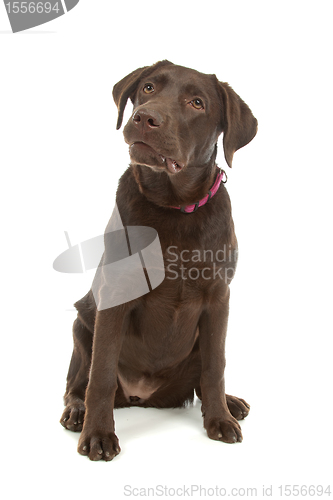 Image of Chocolate Labrador Retriever