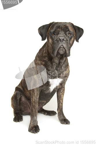 Image of Cane Corso dog