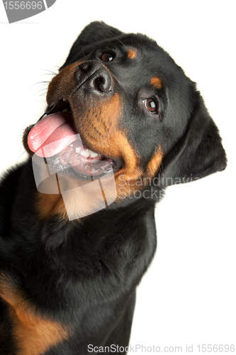 Image of Rottweiler