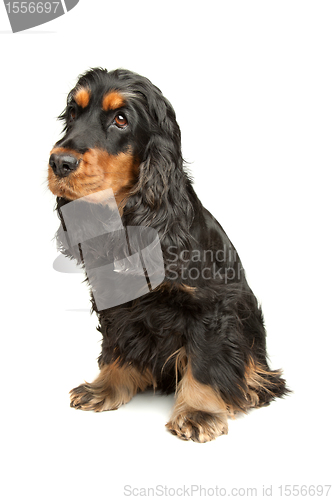 Image of Black and Tan English Cocker Spaniel