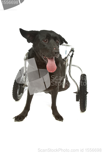 Image of dog in a wheelchair