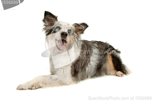 Image of border collie sheepdog