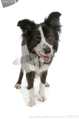 Image of black and white border collie