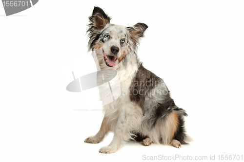 Image of border collie sheepdog