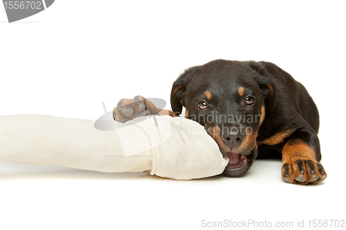 Image of Rottweiler puppy with a huge white bone