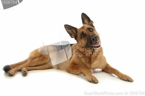 Image of German Shepherd