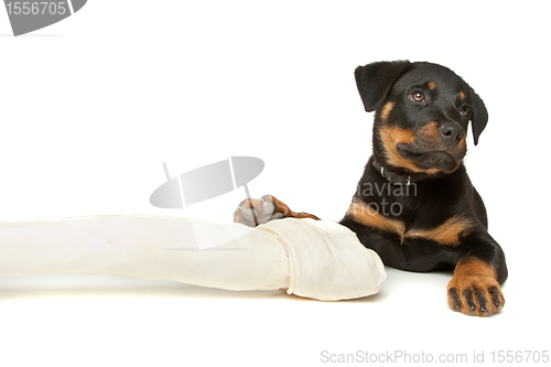 Image of Rottweiler puppy with a huge white bone