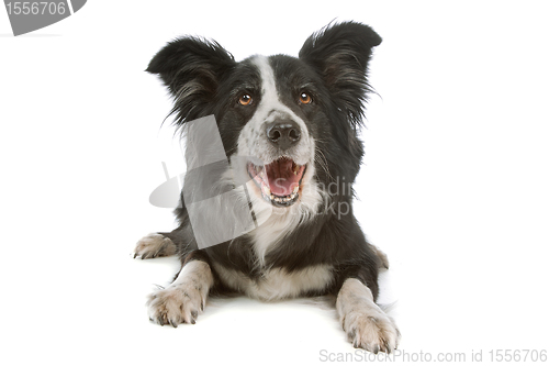 Image of black and white border collie