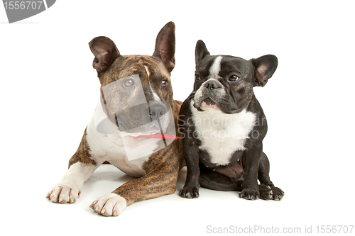 Image of American Staffordshire Terrier and a French bulldog