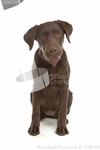 Image of Chocolate Labrador Retriever