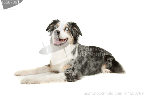 Image of border collie sheepdog