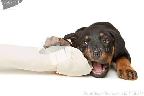 Image of Rottweiler puppy with a huge white bone