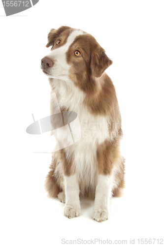 Image of Australian Shepherd