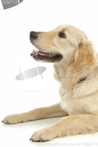 Image of Golden Retriever