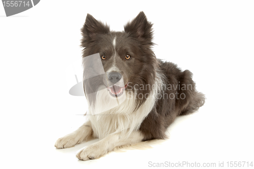 Image of black and white border collie