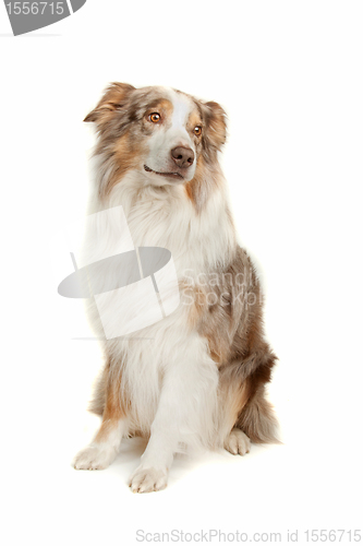 Image of Australian Shepherd