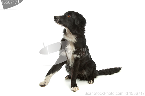 Image of border collie sheepdog