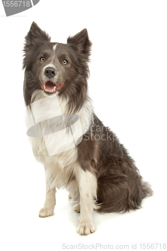 Image of black and white border collie