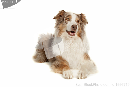 Image of Australian Shepherd