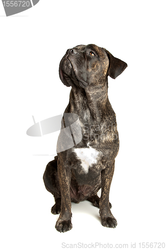 Image of Cane Corso dog