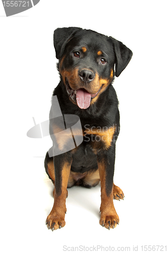 Image of Rottweiler