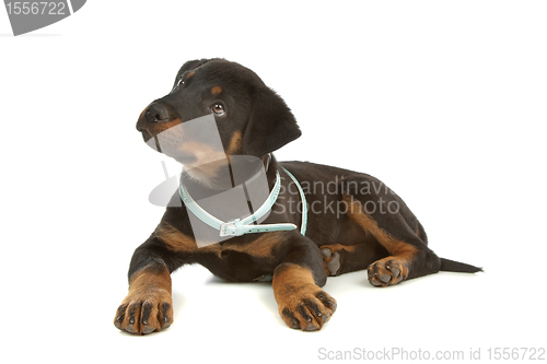 Image of Rottweiler puppy